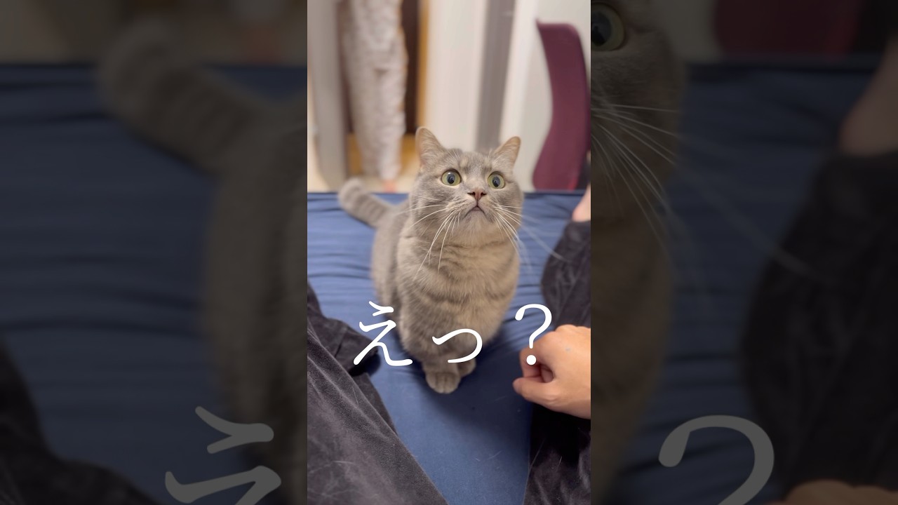 猫と一緒に遊ぼうとしたら...#shorts #猫 #マンチカン
