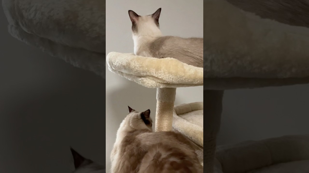 ラグドールのたぬきみたいな猫達 #cat #anime #vtuber #cats #ragdollkittens #catlover #ラグドール #猫のいる暮らし #cover