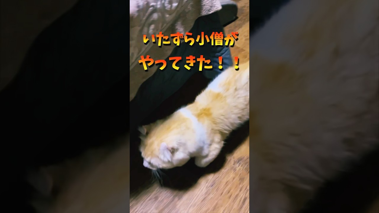 【キンカロー】いたずら小僧がやってきた！！！【マンチカール】