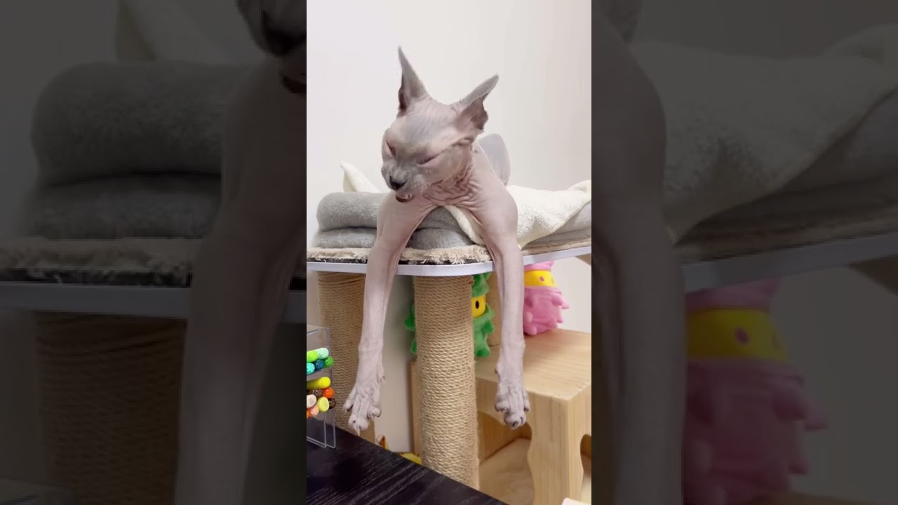 筋肉ムキムキの毛のない猫【スフィンクス猫】