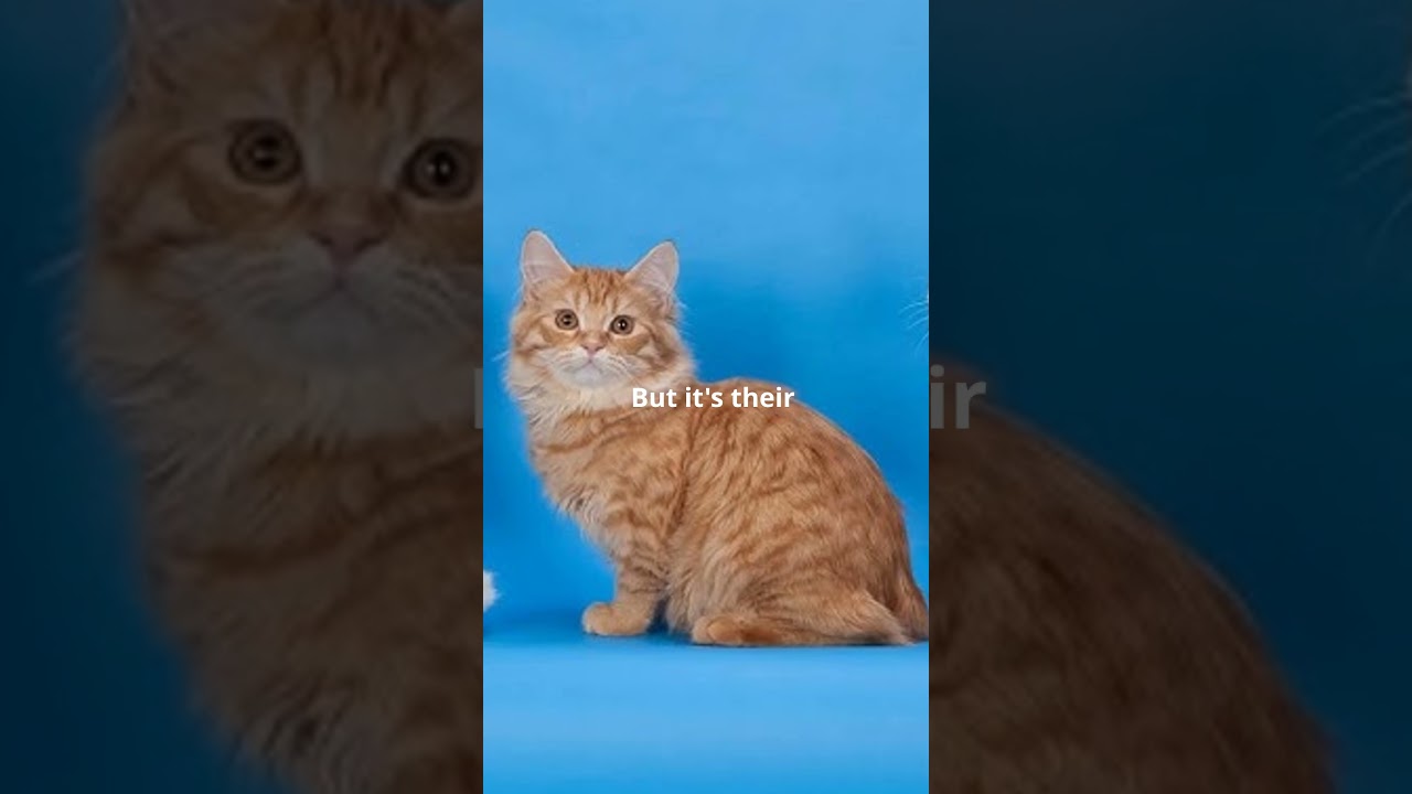 Cymric Cats 101: Amazing Cat Facts In 60 Seconds 🐱🕒