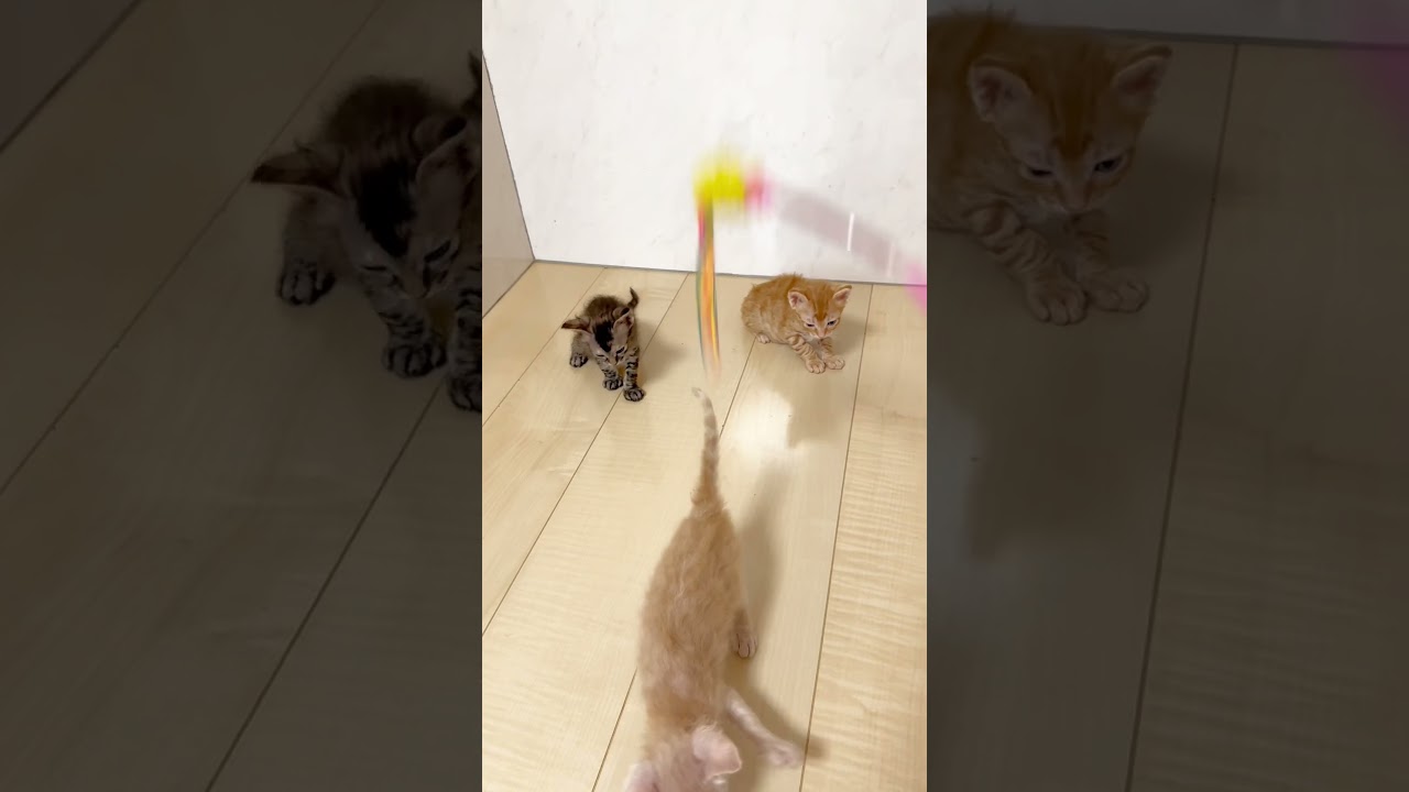 巻き毛猫ラパーマ🩷 【お問合せ詳細は説明欄に記載あります】 #スクーカム #ブリーダー直販 #マンチカン #ミヌエット #ラパーマ #子猫 #子猫販売 #猫 #猫のいる暮らし #猫動画