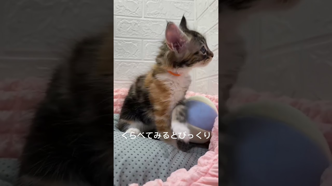 https://m-pet.jp/  ☝️☝️☝️  にゃんこブリーダー直販🤗メインクーン❤️お気軽にホームページからお問い合わせください^_^🚀オンライン🚀新宿から1時間🤩#ペットショップ