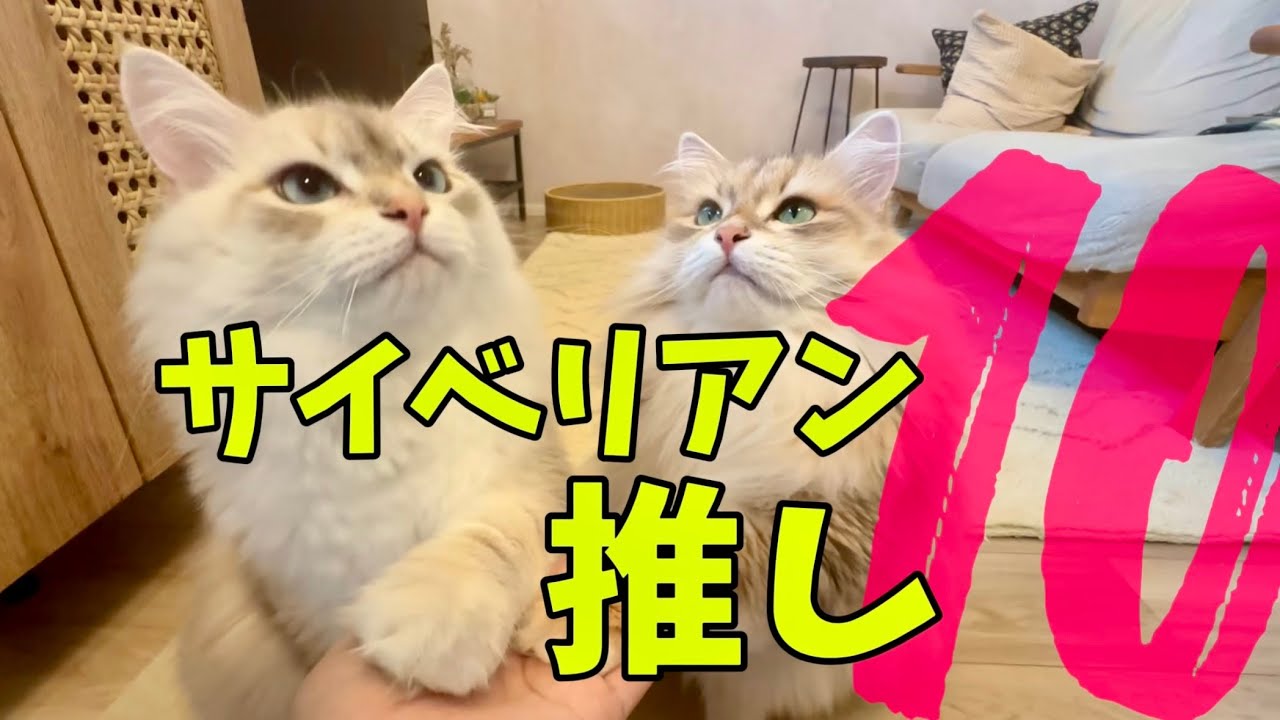 サイベリアンの魅力10選！飼ってみてわかったサイベリアンの推しポイントを紹介