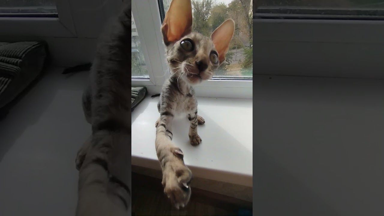 Handsome Cornish Rex Frederik