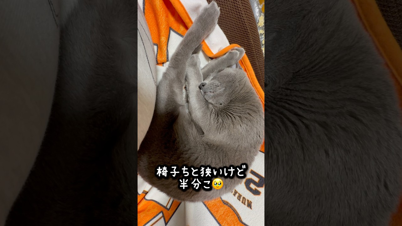 【ロシアンブルー】めろん寝息...ん?イビキ🫢すごいです🤭【猫】#shorts