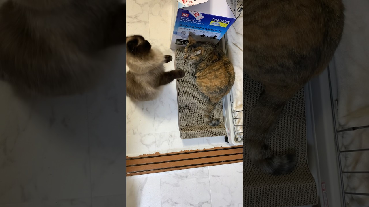 喧嘩の売り方蛇な猫#猫 #ヒマラヤン #保護猫 #喧嘩#shorts