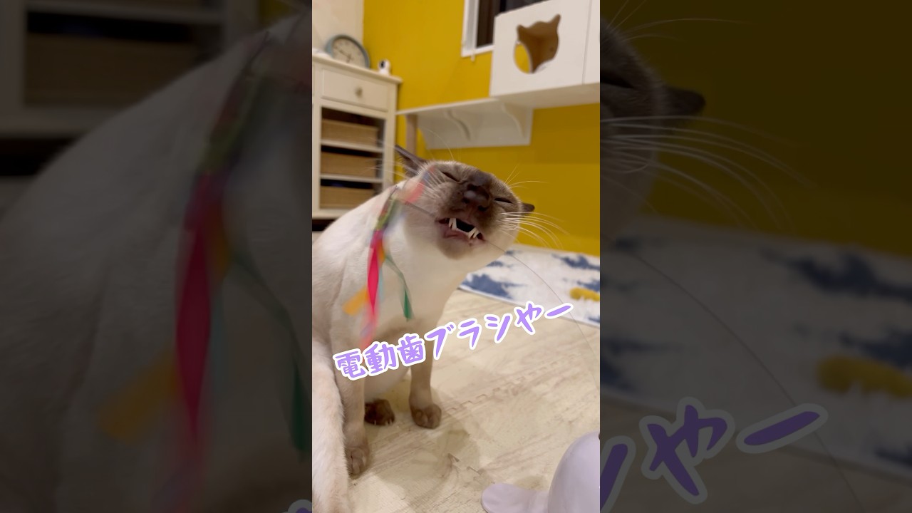 ニトリの猫の電動おもちゃ猫じゃらし蝶買ってみた#トンキニーズ#マンチカン#ニトリ#cat #猫#猫のおもちゃ#猫グッズ#トンキニーズナチュラルポイント#マンチカンブラック