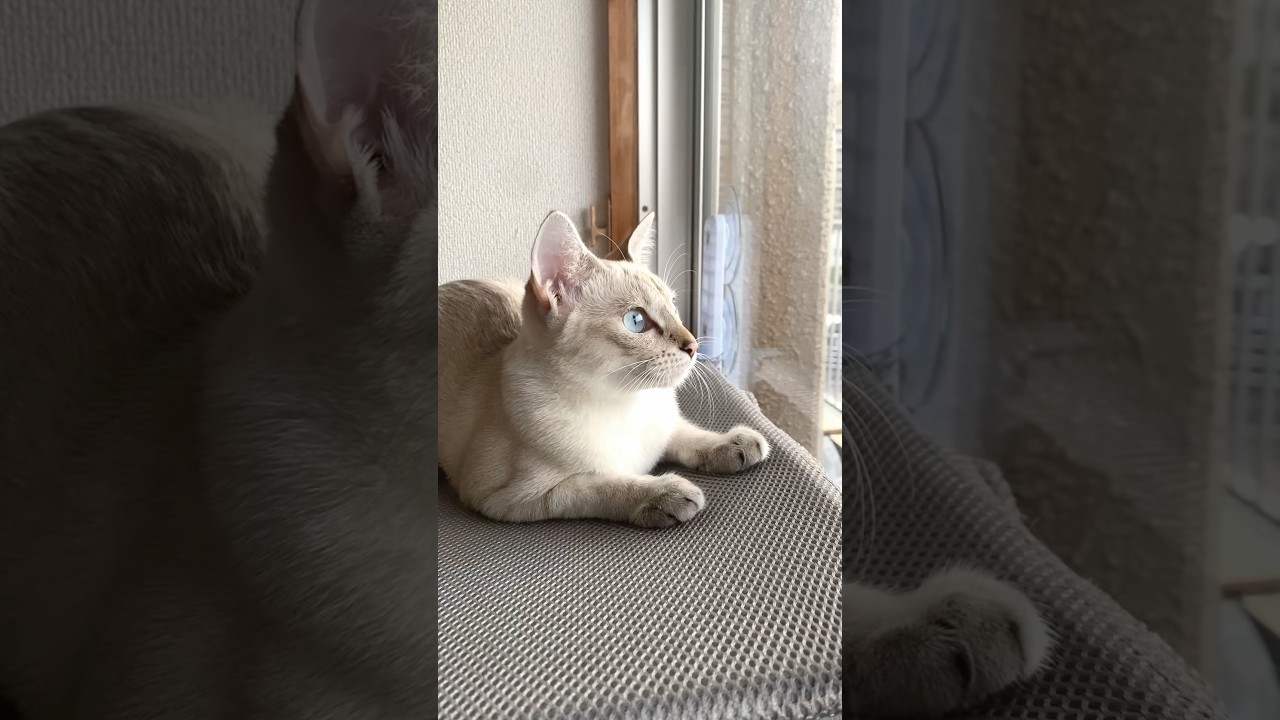 クラッキングの様子を激写！　#元保護猫　#シャムトラ　#シャムミックス　#cat #猫耳 #kitten #シャムmix  #子猫 #猫耳