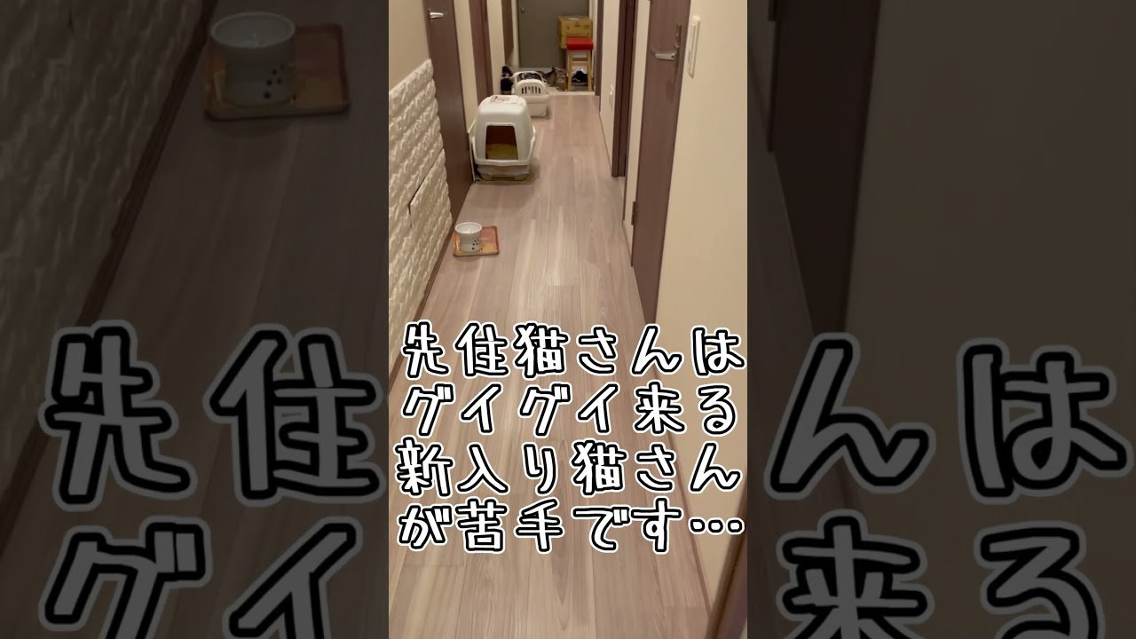 結局はこうなるうちの猫たち #shorts #猫 #アビシニアン