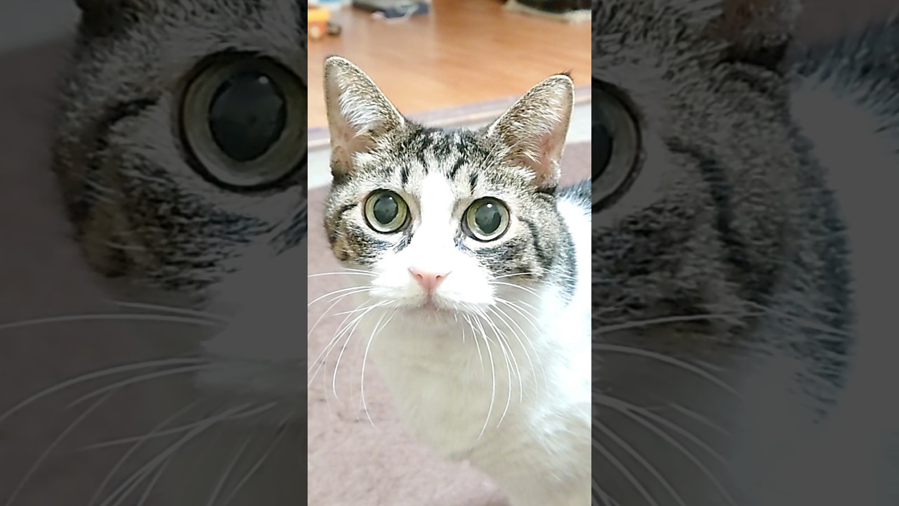 【にらめっこ】至近距離でガン見してくる猫が怖い #Shorts