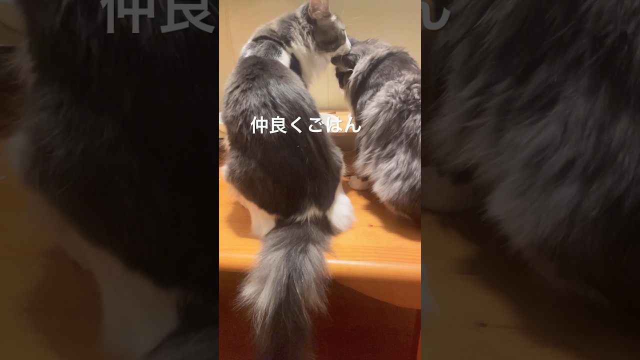 リコちゃん食べ過ぎ阻止#ノルウェージャンフォレストキャット#母猫#親子猫