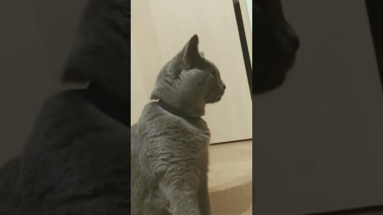 シャルトリュー 鳴き声 #shorts