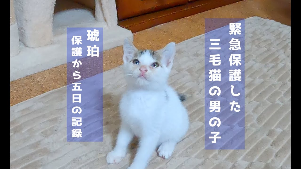 【三毛猫の男の子】鳴き声を辿って保護した子猫🐈️保護から5日までの様子#cat #kitten