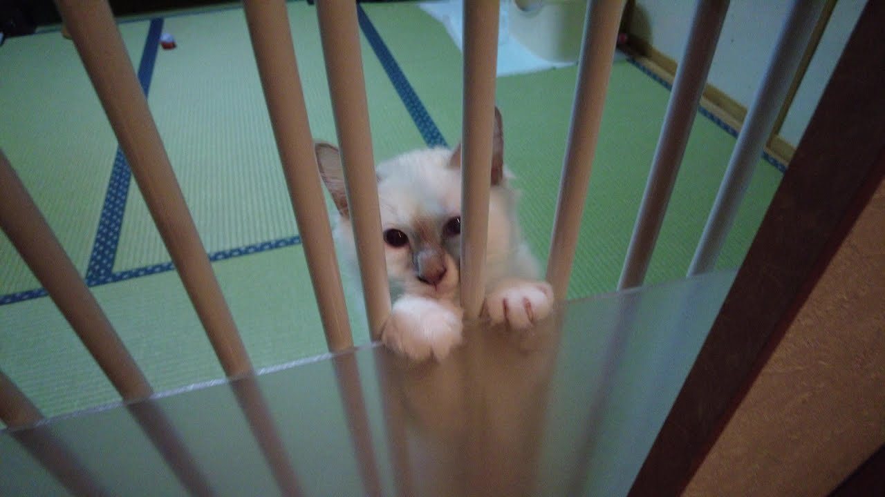 バーマンのカイくんが先住猫たちへ初めてのごあいさつ