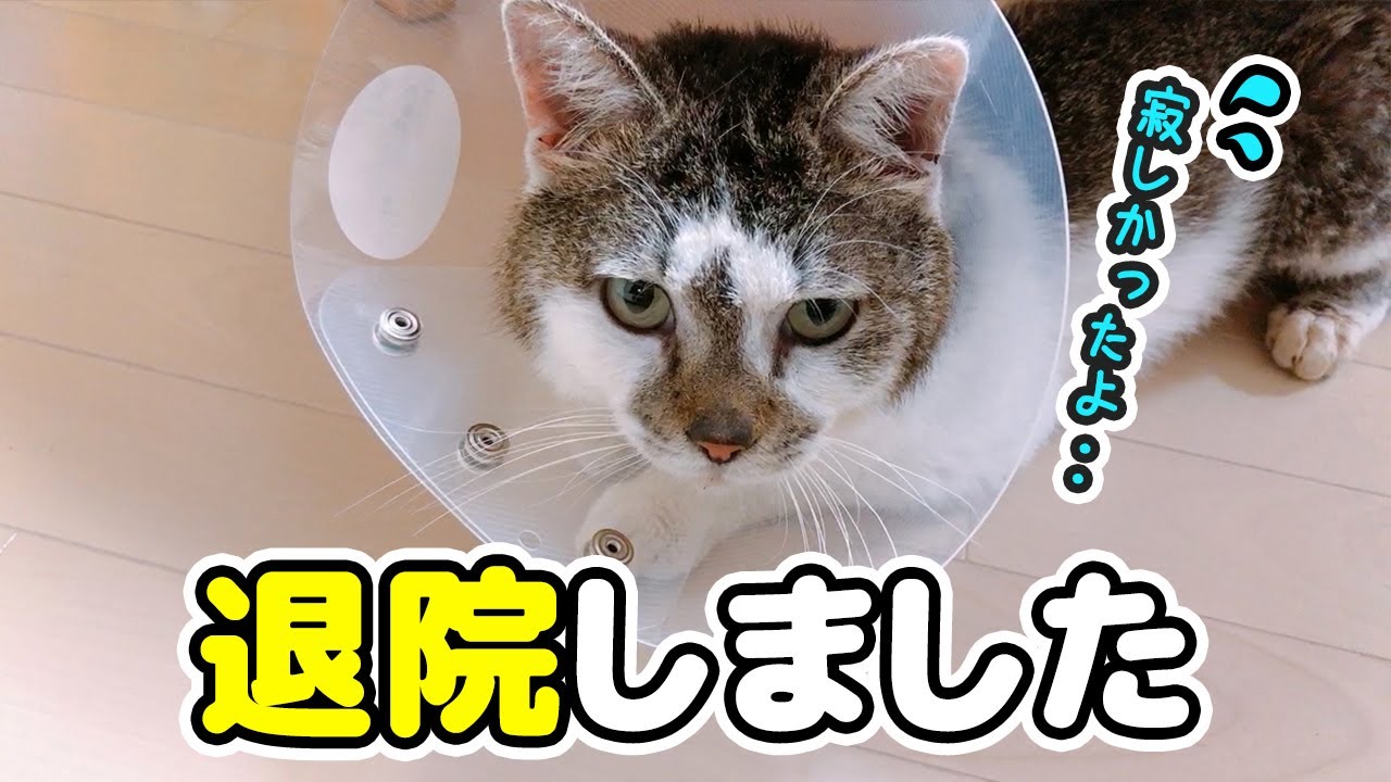 ささみ退院しました