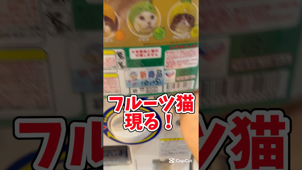 フルーツ姫#バズれ #スコティッシュフォールド #猫のいる暮らし