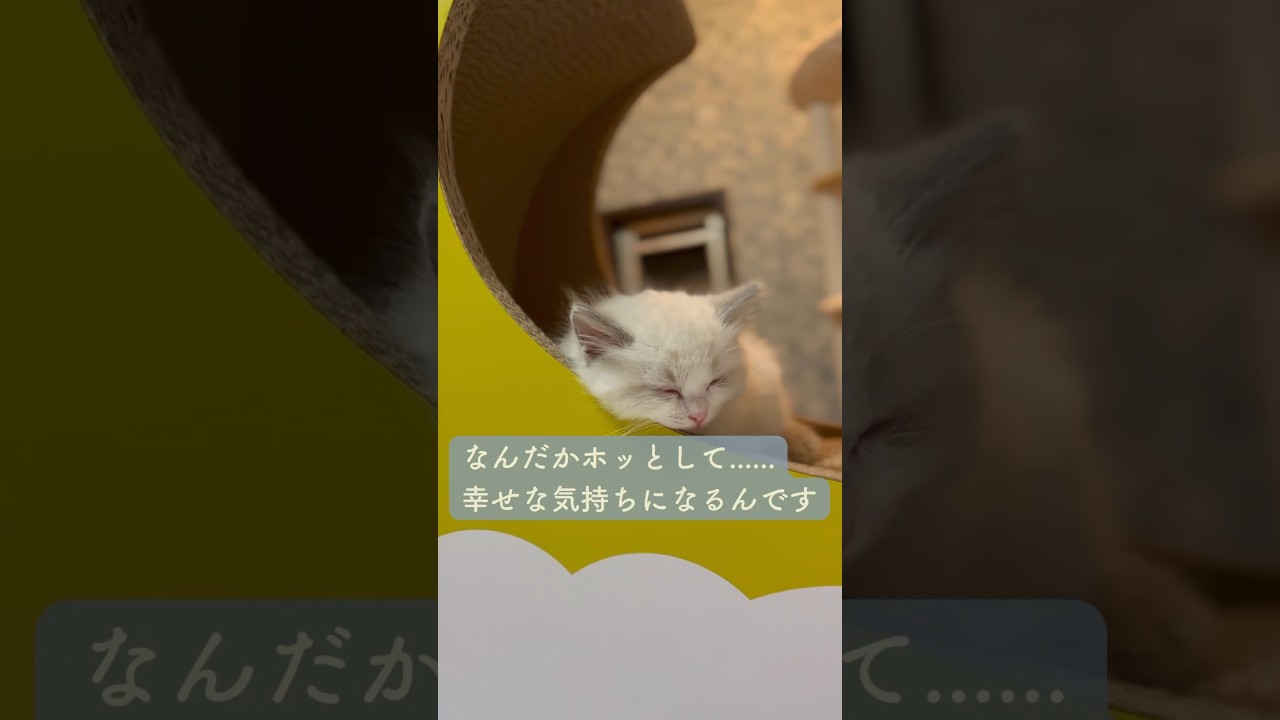 ブリーダーが子猫と別れる数日前🐈🌙#ラグドール　#ラグドールブリーダー　#猫ブリーダー　#子猫ブリーダー