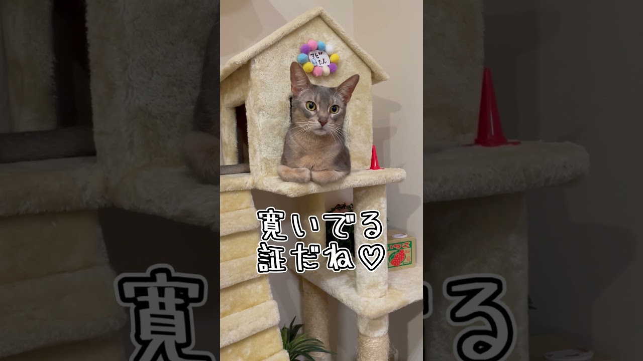 アビシニアンとは その23 #shorts #猫 #アビシニアン