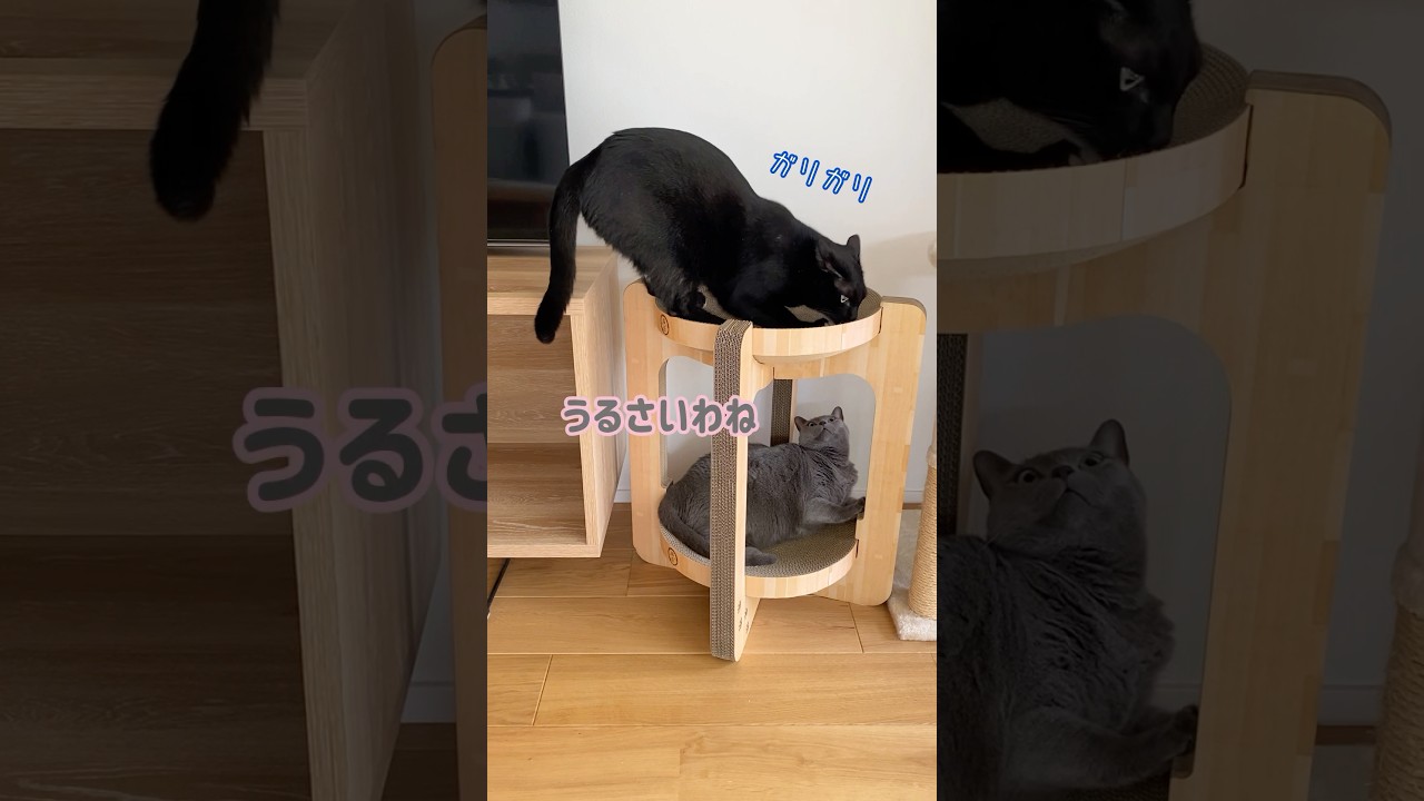 仲良し❓🤔✨ #保護猫 #cat #ロシアンブルー