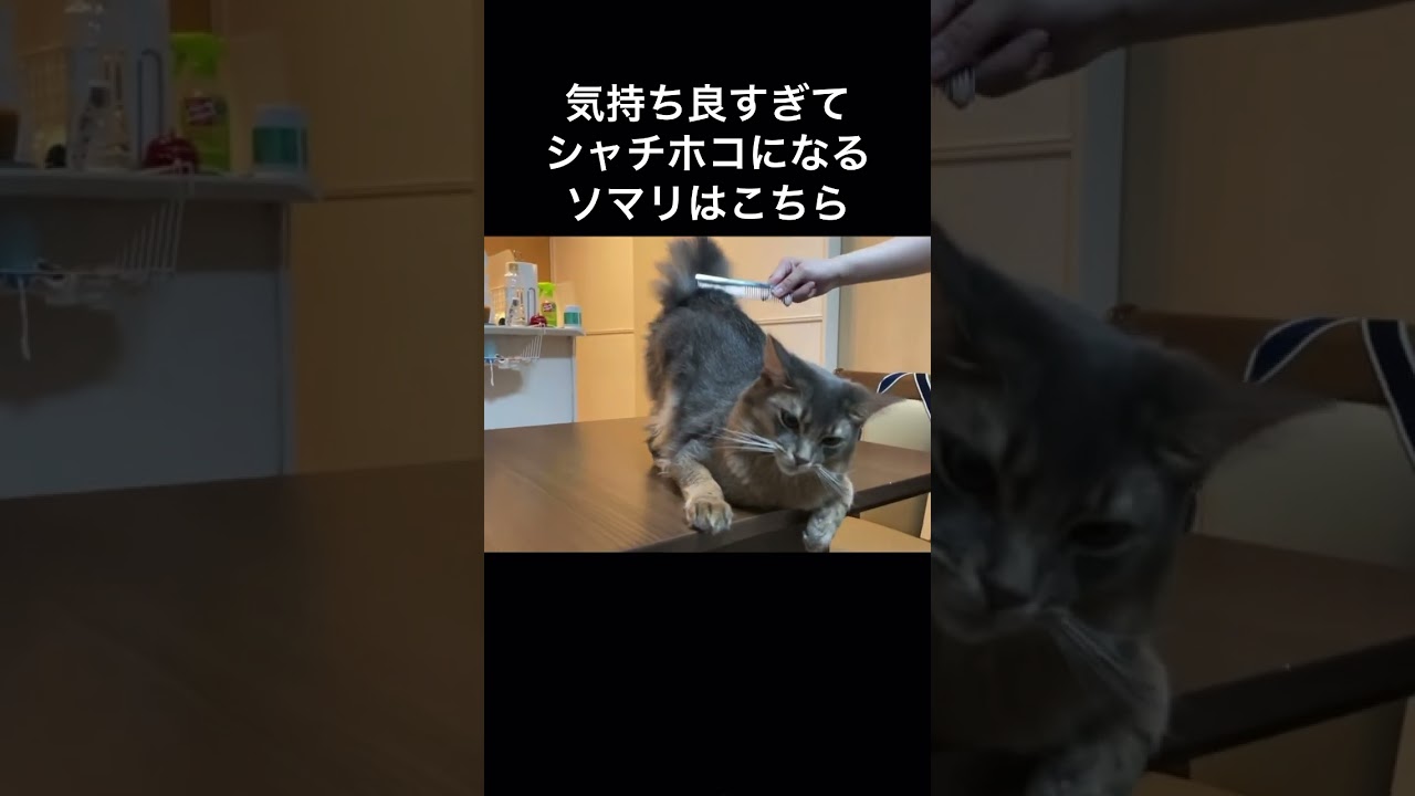 シャチホコになる可愛いソマリ　#shorts