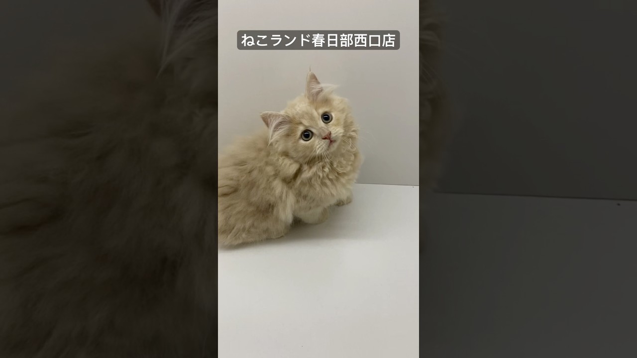 【子猫販売】#サイベリアン #子猫 #猫アレルギー #ねこランド #春日部