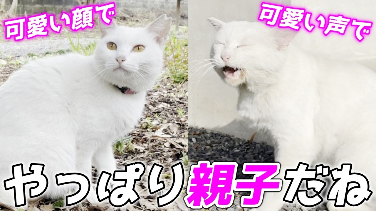 父猫と娘猫の返事する声が似てて可愛すぎる件…笑[三毛母猫の旦那]