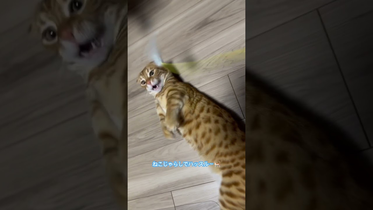 今日も猫じゃらしが一番♡#cat #キンカロー #猫　#男の子 #コモドンの観察日記