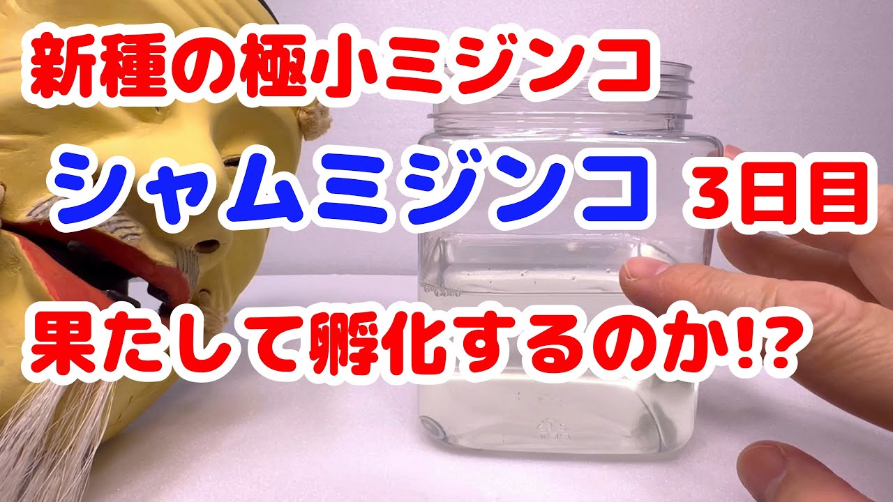 【ついに3日目！孵化するか!?】世界最小ミジンコ!? シャムミジンコに挑戦！