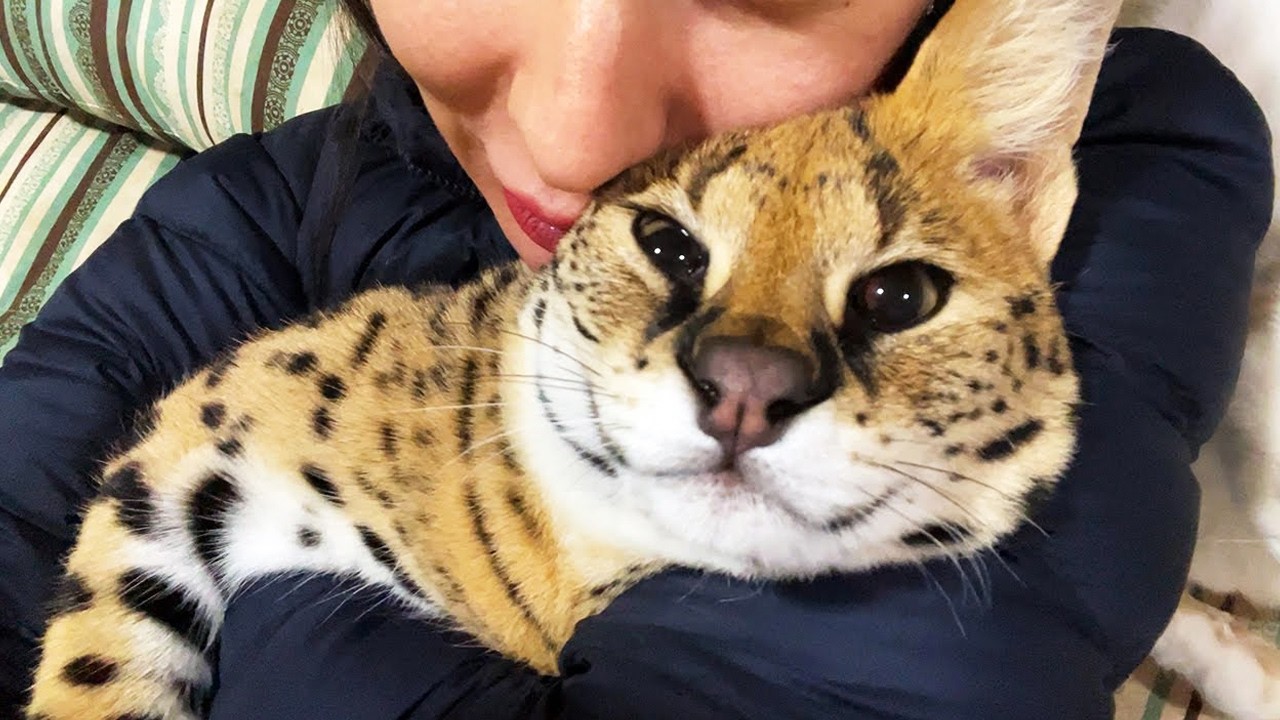 道端で孤独な謎めいた子猫を引き取った夫婦。大きくなるにつれて、ますます奇妙なネコの正体に驚かされた【感动】