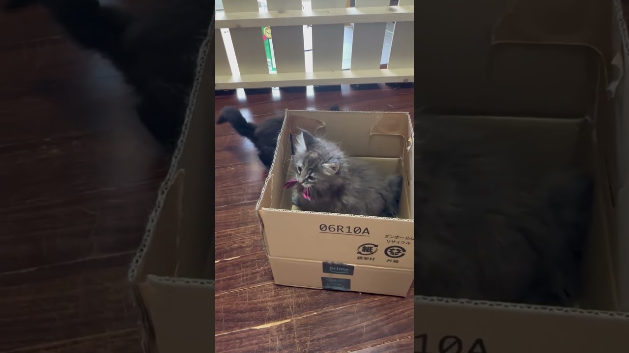 メインクーン 可愛いブルークラシックタビーリボン🎀