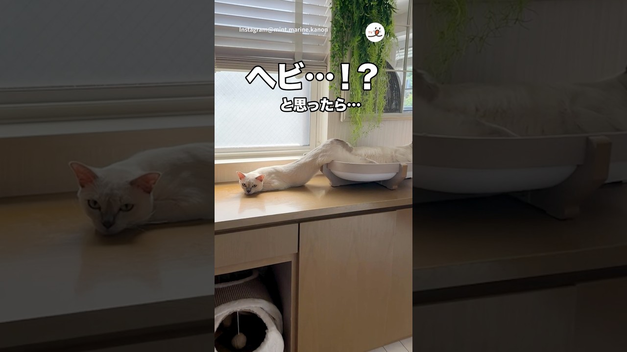猫の液体化が止まらず、溶け出てしまいました🥺｜PECO #猫は液体 #トンキニーズ #猫 #猫のいる暮らし #catsareliquid  #tonkinese #cat #catlover