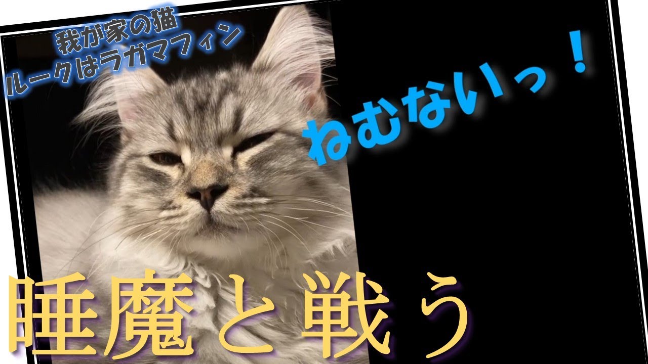 【Vlog】キメ顔で眠気を我慢する我が家のラガマフィン
