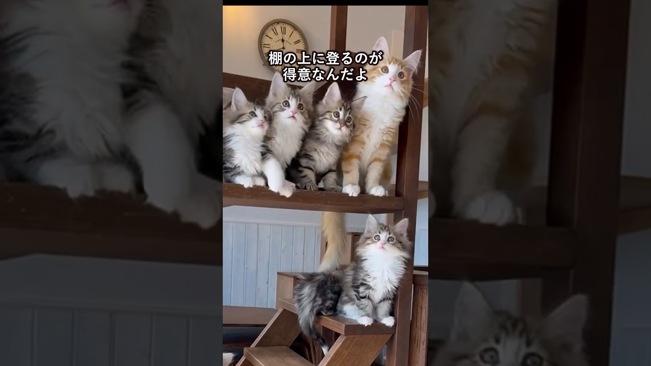 ノルウェージャンフォレストキャットの可愛さがわかる1分解説