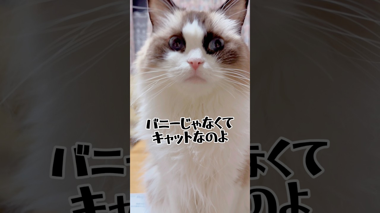 【バニーにされた猫】#猫#猫のいる暮らし #ラグドール #shorts