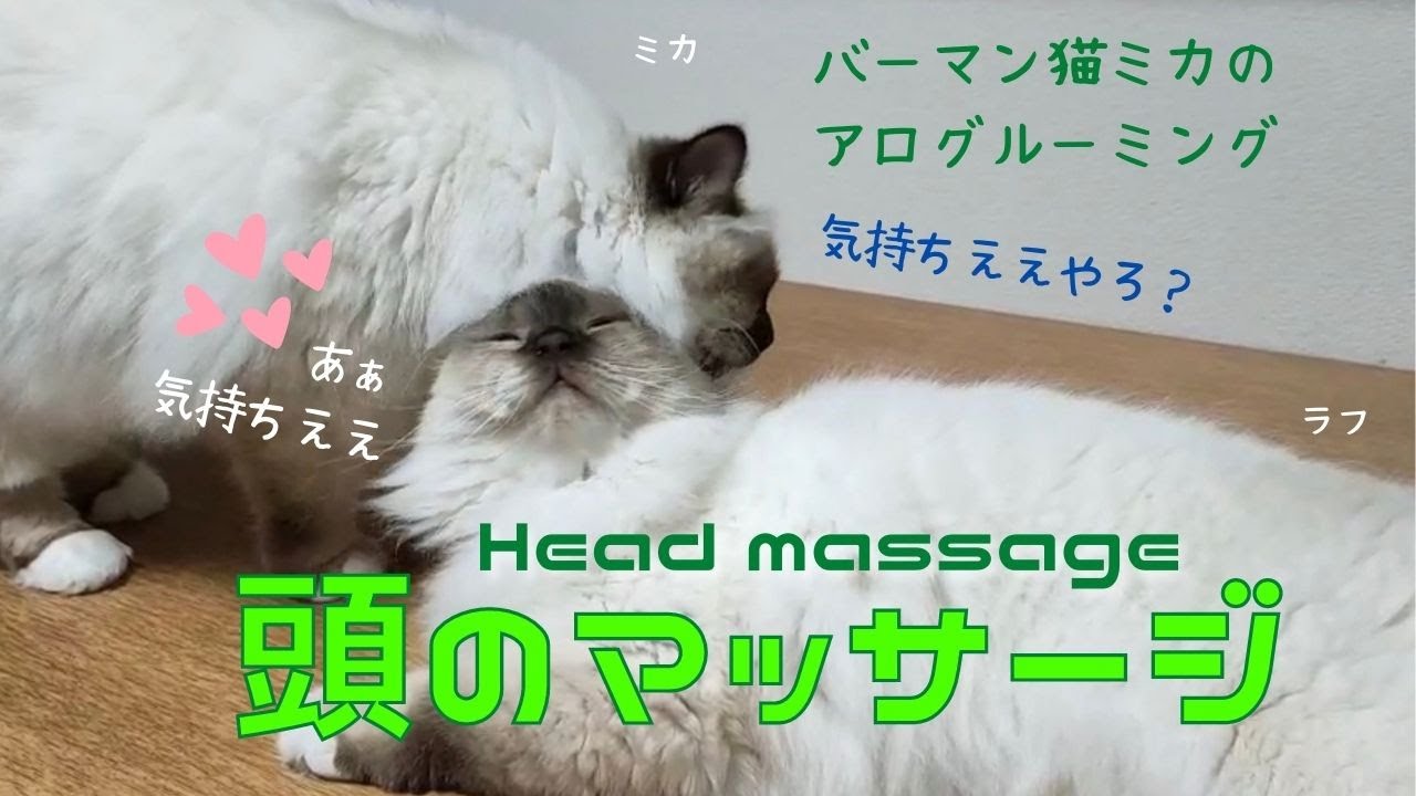 バーマン猫ミカのアログルーミング【頭のマッサージ】Head Massage （バーマン猫）Birman/Cat