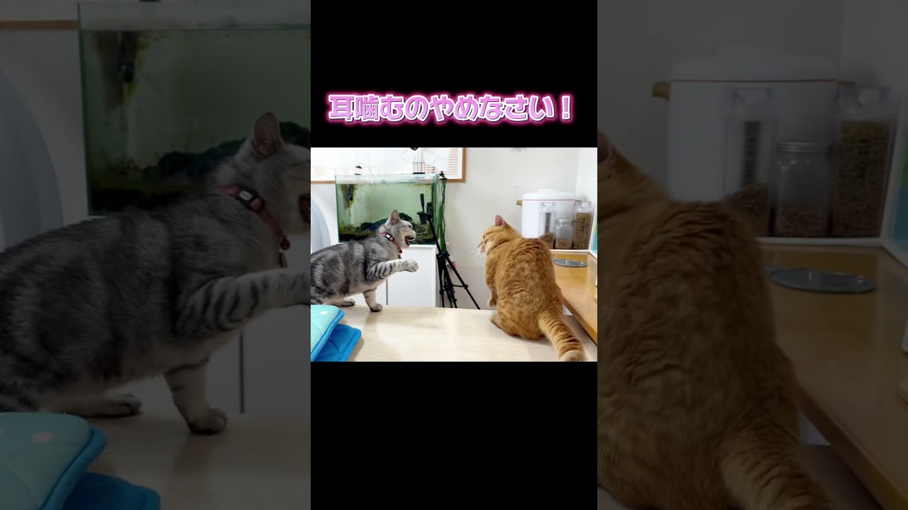 『耳噛むのやめなさい！』 #猫 #アメリカンショートヘア #shorts