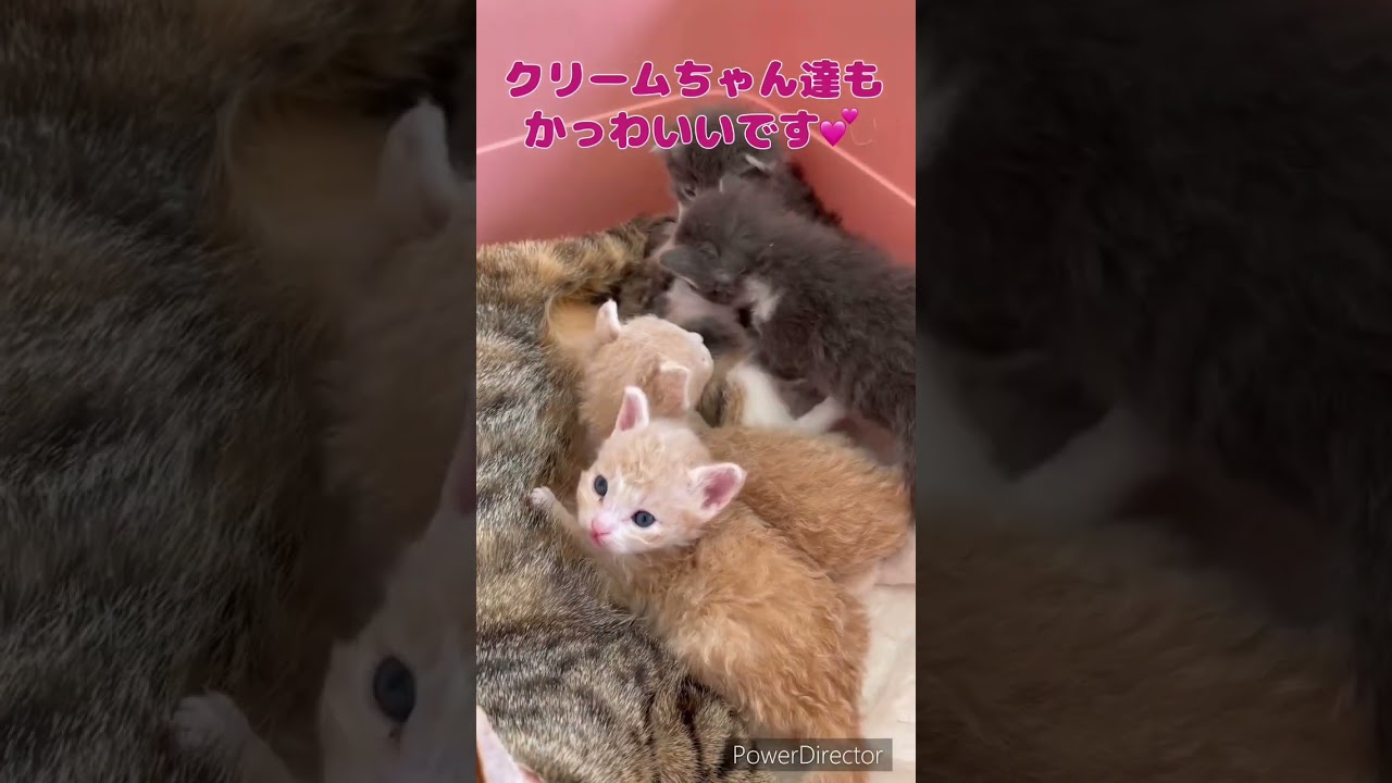 ラパーマちゃんの赤ちゃん👶ご予約受付中❣️ 【お問合せ詳細は説明欄に記載あります】 #ラパーマ #ブリーダー直販 #猫 #マンチカン #ミヌエット #子猫 #猫のいる暮らし #子猫販売