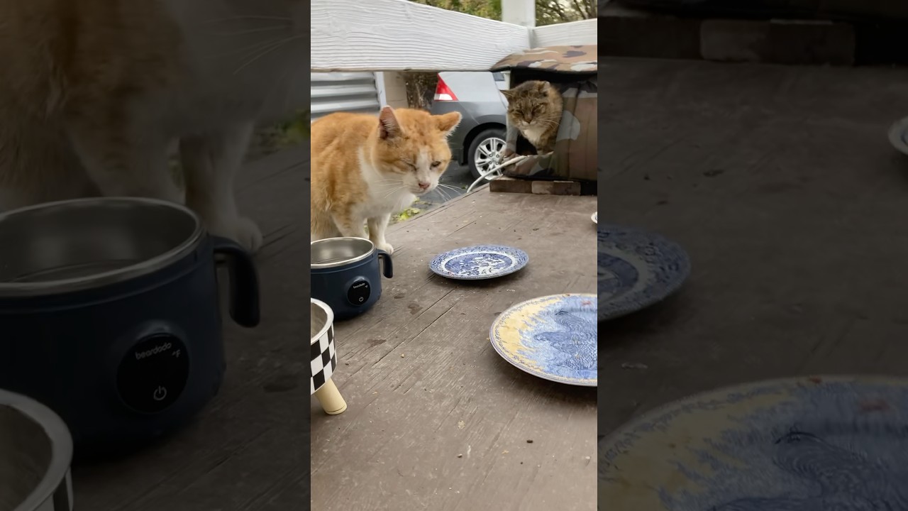 Benny Says No! Manx You’ve Got To Go! #cat #feral