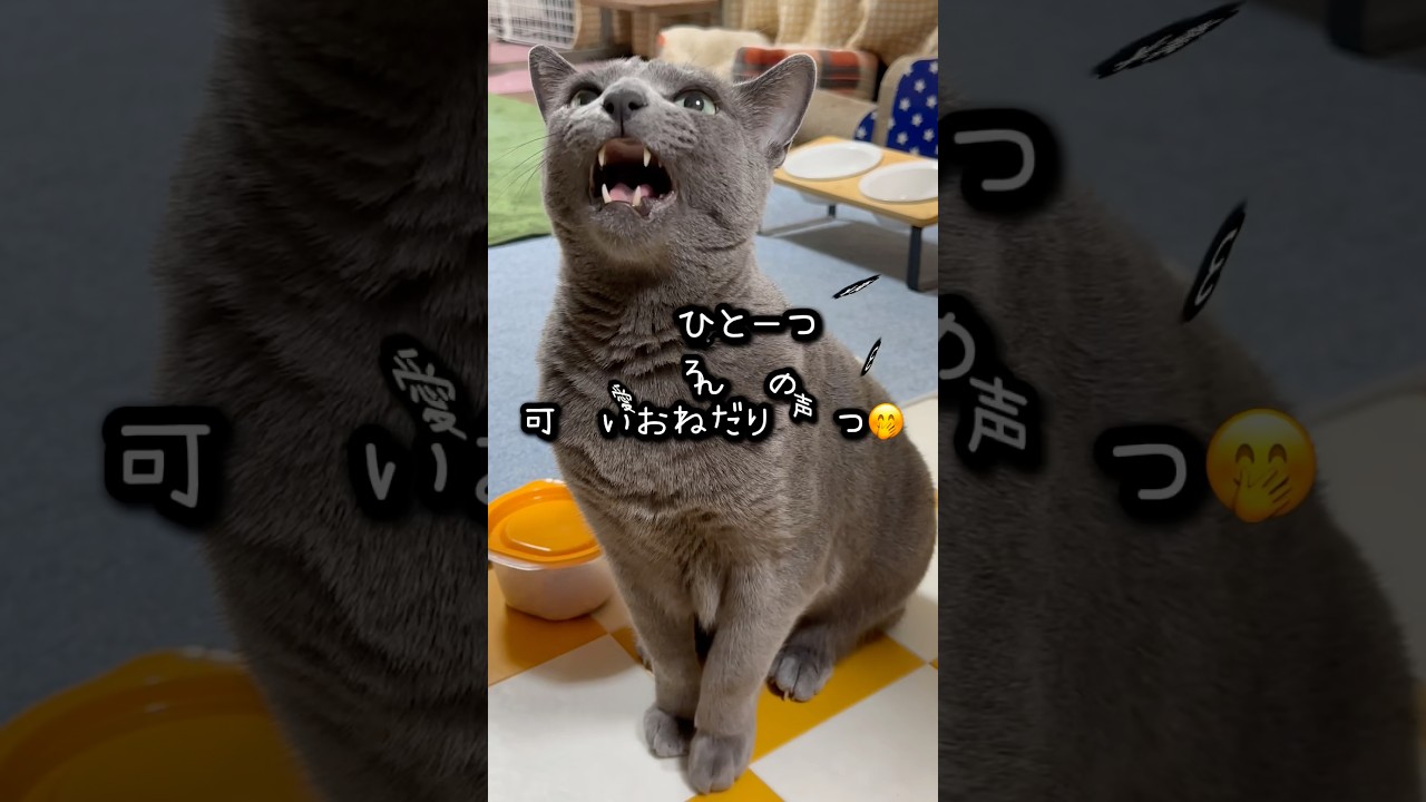 【ロシアンブルー】食いしん坊めろんのおねだり声３つ🤗【猫】#shorts