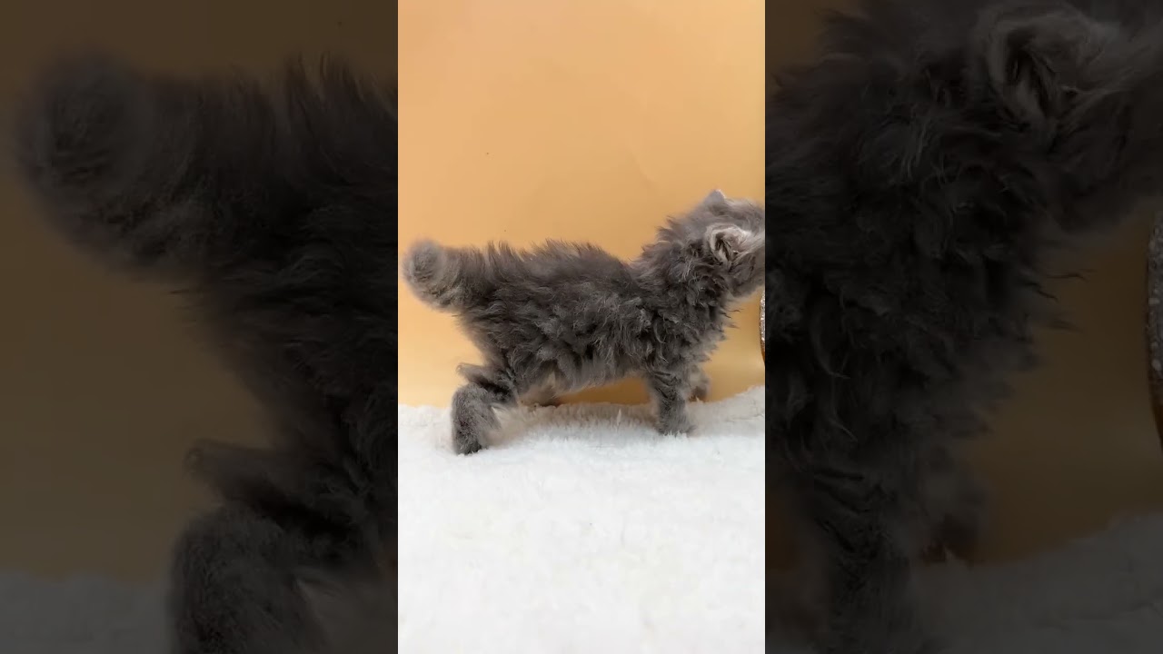 マンチカン ふんわりした毛並みがチャームポイント💕　毛色：ブルータビー