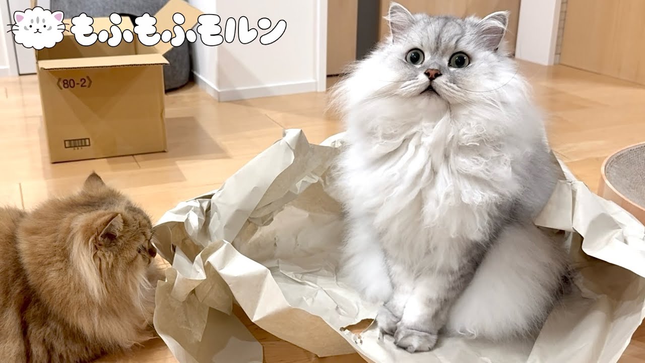 猫が遊ぶ時のルールとは？ 【サイベリアン】