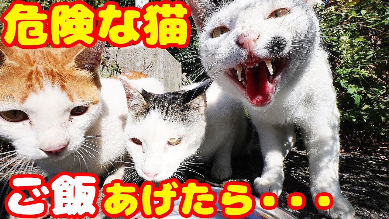 危険なボクシング猫にご飯をあげたら・・・ さくらねこへの給餌 避妊手術後のホクロちゃん