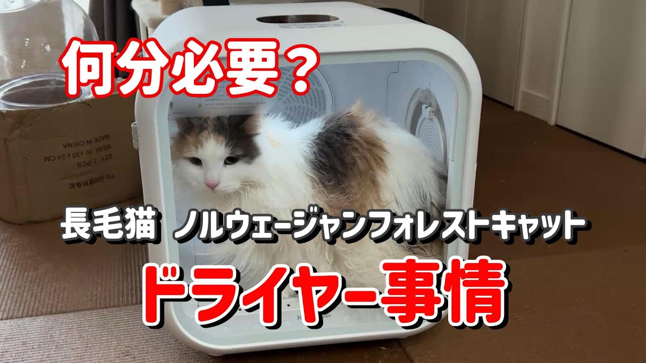 長毛猫ノルウェージャンフォレストキャットは何分で乾く？【ペット用ドライヤーハウス DryboPlus使用】