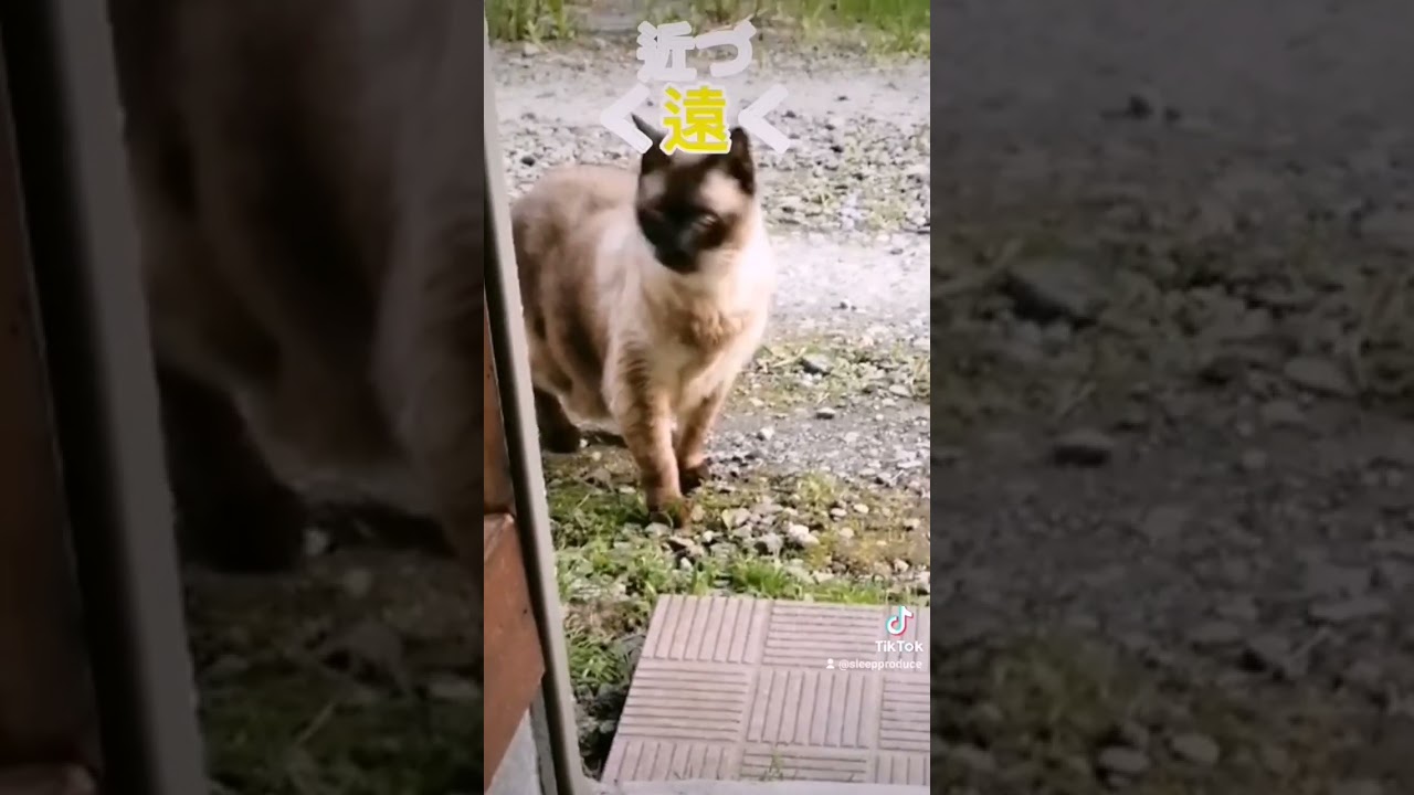 シャム猫#shorts #cat #猫 #シャム猫 #臭い#15歳 #朝散歩