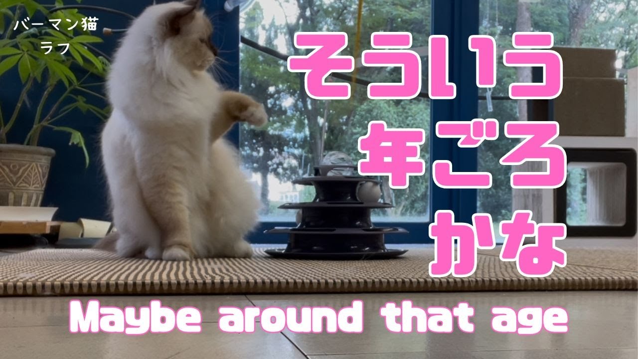 バーマン猫ラフ【そういう年ごろかな】Maybe around that age（バーマン猫）Birman/Cat