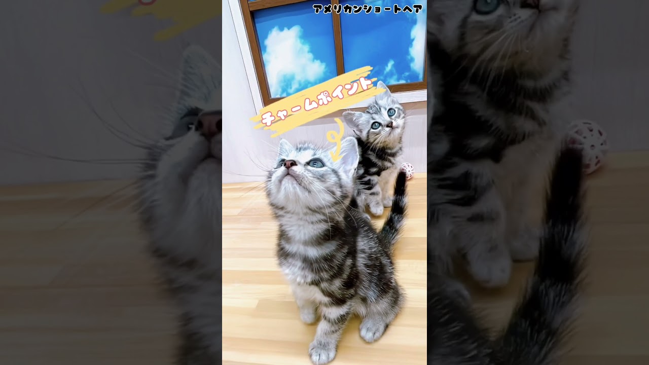 ワンちゃん・ネコちゃん紹介【アメリカンショートヘア】