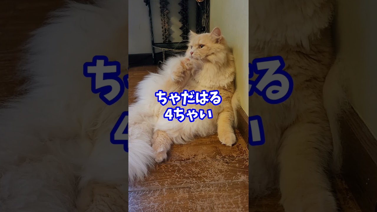 これが大型猫の大きさです【ラガマフィン】 #shorts