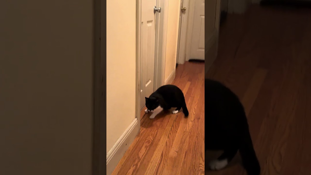 Tuxedo cat smells something behind that door, what is it? #curious #blackandwhitecats #cutecat #food
