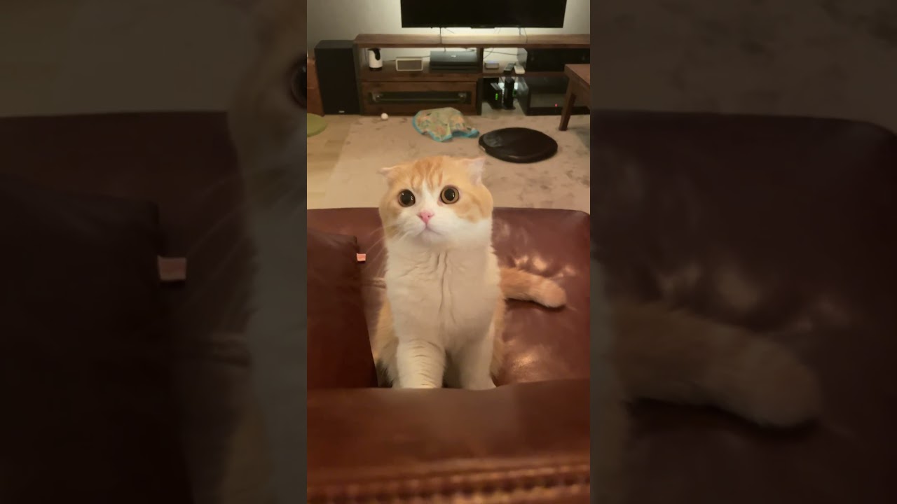 何度もリピートしたくなる鳴き声 #スコティッシュ #スコティッシュフォールド #cat #ねこ#猫
